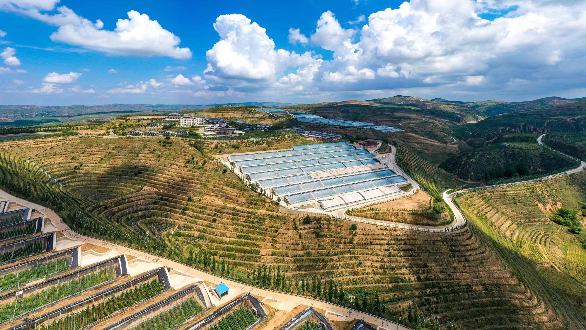 榆嶺窊村豐禾農(nóng)場的果蔬大棚。