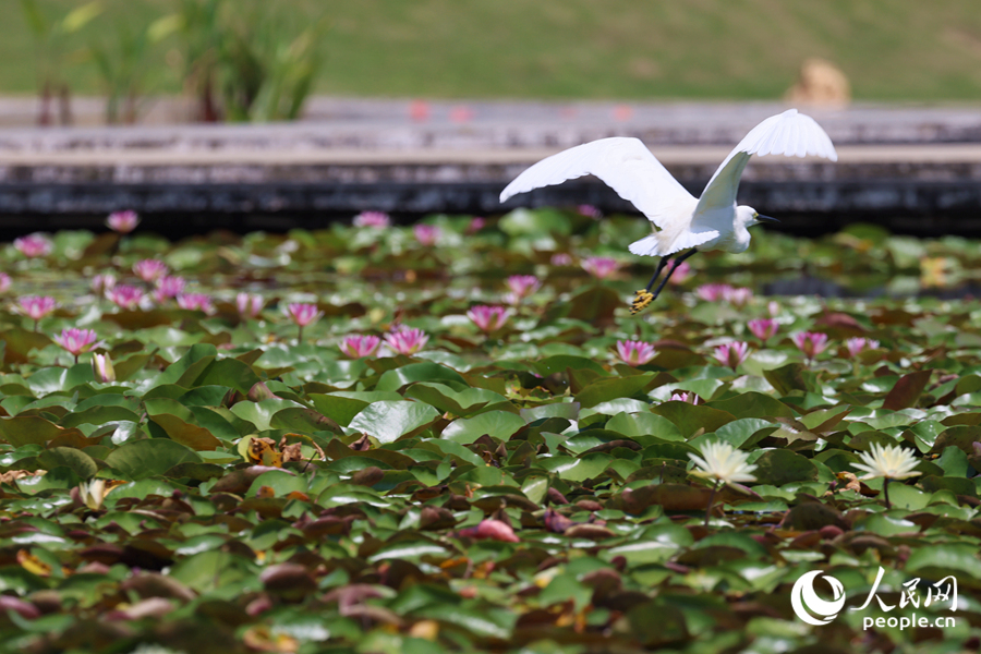 彩蓮滿塘鷺鳥飛。人民網(wǎng)記者 陳博攝
