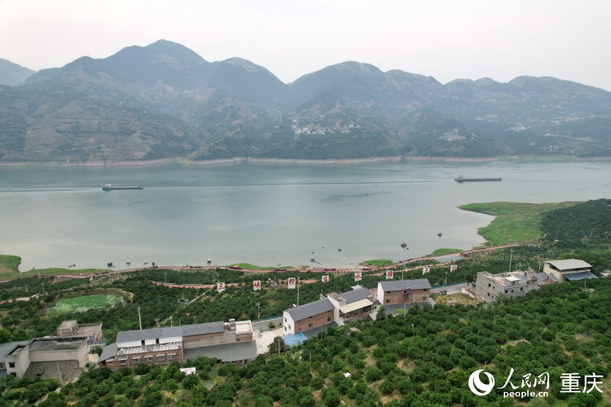 三沱村正以“三峽橙莊”建設(shè)為契機(jī)，描繪鄉(xiāng)村振興新圖景。人民網(wǎng)記者 劉政寧攝