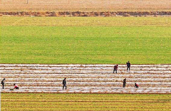 山西運(yùn)城:“龍?zhí)ь^”春播春種“加速度”-45122.jpg 山西運(yùn)城:“龍?zhí)ь^”春播春種“加速度”-45122.jpg