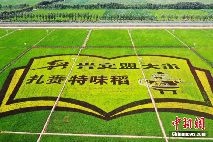 圖為扎賚特旗現(xiàn)代農(nóng)業(yè)產(chǎn)業(yè)園稻田畫。 李碩行 攝影 點(diǎn)擊進(jìn)入下一頁