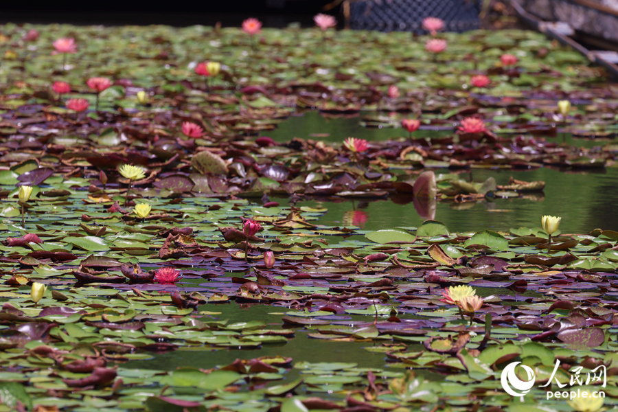 藏在繁花深處的3朵雙色睡蓮。人民網(wǎng)記者 陳博攝