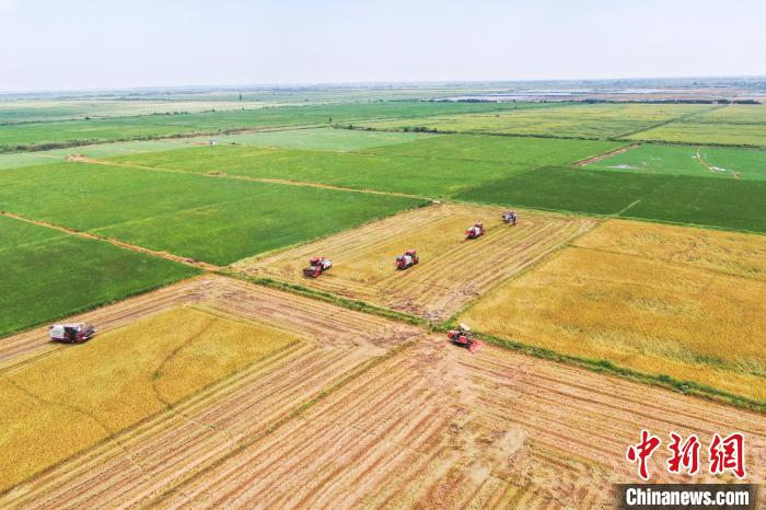 圖為在南昌縣大田農(nóng)社，收割機(jī)正在收割早稻?！⒘?攝