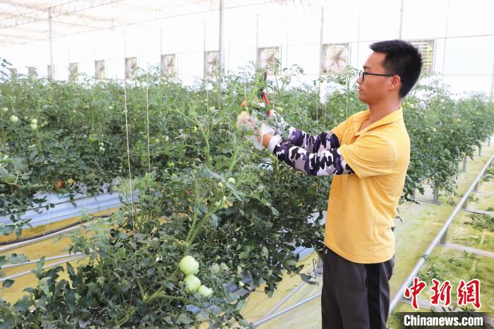 圖為在紅谷灘區(qū)元宇宙·VR數(shù)字農(nóng)業(yè)示范基地七彩番茄培育車間內(nèi)，農(nóng)業(yè)技術(shù)員正在對(duì)番茄植株進(jìn)行修剪?！⌒苠\陽(yáng) 攝