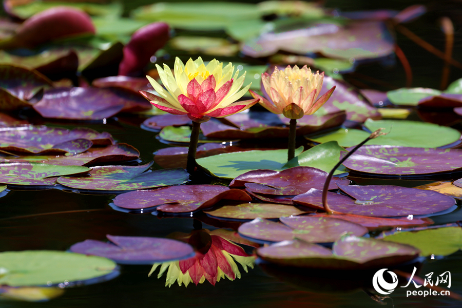 雙色睡蓮與翠綠的蓮葉、清澈的池水相映成畫。人民網(wǎng)記者 陳博攝