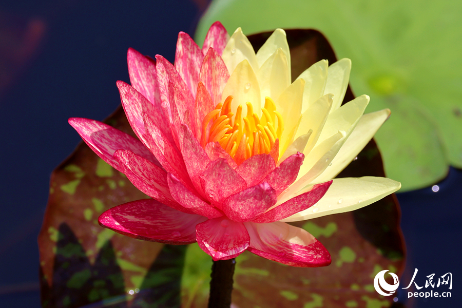 廈門海灣公園中，雙色睡蓮嬌艷欲滴。人民網(wǎng)記者 陳博攝