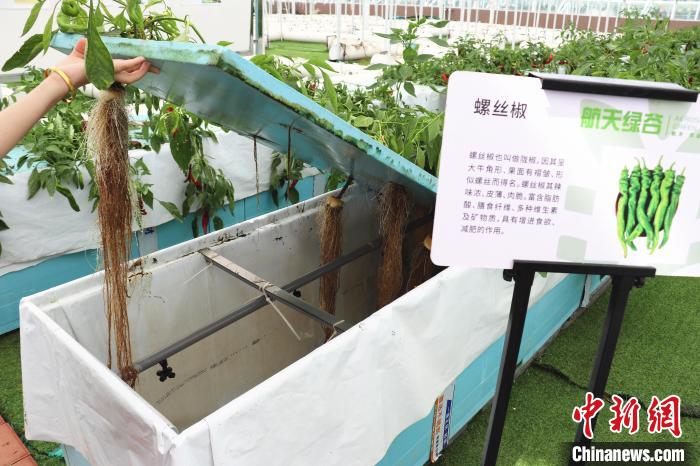 圖為在南昌市紅谷灘區(qū)元宇宙·VR數(shù)字農(nóng)業(yè)示范基地氣霧培養(yǎng)車間里，螺絲椒長(zhǎng)勢(shì)良好?！⌒苠\陽(yáng) 攝