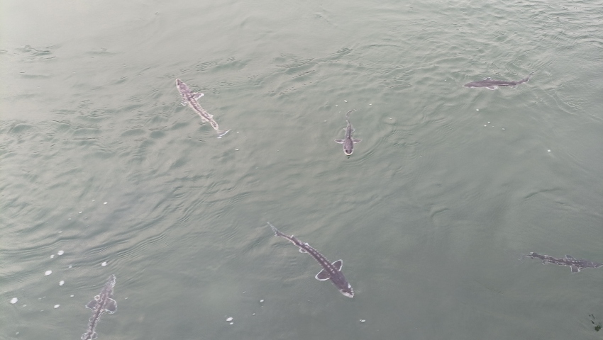 珍稀魚(yú)種——長(zhǎng)江鱘。宜賓市廣播電視臺(tái)供圖