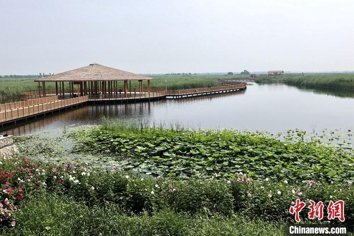 從完成頂層設(shè)計到如火如荼大規(guī)模建設(shè)，六年來，雄安新區(qū)如春天的竹子一般拔節(jié)生長，這座承載千年大計的“未來之城”已雄姿初顯。從“一張白紙”開始著墨，如今的雄安新區(qū)已是濃墨重彩的“山水畫”。<a target='_blank' href='/'>中新社</a>記者近日走訪了雄安新區(qū)多地，從“藍(lán)綠金”三色感受這座“未來之城”的巨大變化。圖為7月20日，河北白洋淀上荷花滿淀、蘆花搖曳。 <a target='_blank' href='/'>中新社</a>記者 易海菲 攝